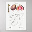 Recherche de figues posters Botanique