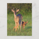 Recherche de semer cartes postales Antlers