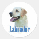 Recherche de labradors autocollants Vacances