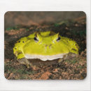 Recherche de vertébré tapis souris Grenouille