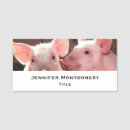 Recherche de porcs bureau fournitures Animal de ferme