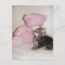 Recherche de nounours posters Chat