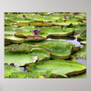 Recherche de amazone posters Tourisme