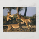 Recherche de chobe cartes postales Nature