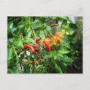 Recherche de poivre de piment cartes postales Chaud