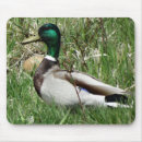 Recherche de herbe tapis souris Photographie de la nature