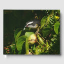 Recherche de mangeant photographie Nature