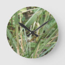 Recherche de sauterelle horloges Faune
