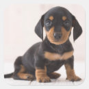Recherche de bassets autocollants Animaux