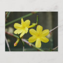 Recherche de jasmin cartes postales Fleurs