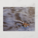 Recherche de plage de coquillages cartes postales Photographie