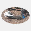Recherche de faisans autocollants Oiseau