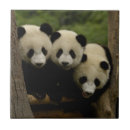 Recherche de pandas carreaux Asie