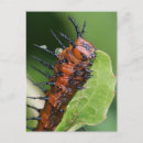 Recherche de papillon fritillaire cartes postales Golfe