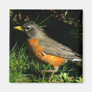 Recherche de rouge gorge magnets Animal