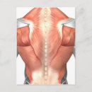 Recherche de fibres musculaires posters Tricep