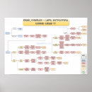 Recherche de bjj posters Brésilien