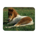 Recherche de fixation magnets Poulain