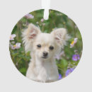 Recherche de chien de chiwawa ornements Animal