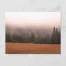 Recherche de cheval blanc cartes postales Photographie