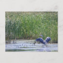 Recherche de refuge cartes postales Héron