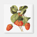 Recherche de illustrations vintages de fruit Rouge