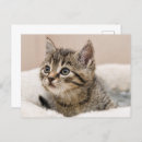 Recherche de chaton tigré cartes postales Félin
