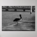 Recherche de pélican blanc posters Noir
