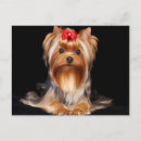 Recherche de terrier yorkshire cartes postales Chien mignon