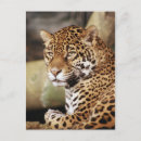 Recherche de jaguar sauvage cartes postales Zoo