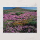 Recherche de marguerite sauvage cartes postales Floraison