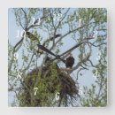 Recherche de aigle chauve américain horloges Faune