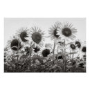 Recherche de fine photographie art Botanique