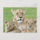 Recherche de ourson cartes postales Comportement