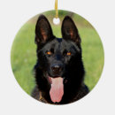 Recherche de chiot berger allemand ornements Police