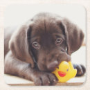 Recherche de chocolat labrador dessous de verres Chiot