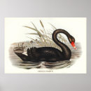 Recherche de cygne noir posters Vintage