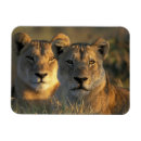 Recherche de parc national chobe magnets Faune
