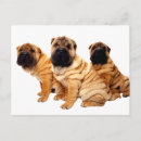 Recherche de shar pei cartes postales Animaux