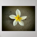 Recherche de plumeria posters Fleur