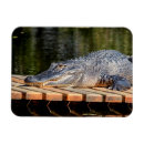 Recherche de d alligator magnets Nature