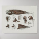 Recherche de cétacés posters Baleines