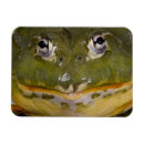 Recherche de crapaud magnets David northcott