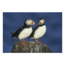 Recherche de oiseaux marins posters Faune