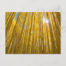 Recherche de arbres tremble cartes postales Forêt