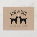 Recherche de caniche standard Dog