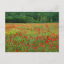 Recherche de tuscany cartes postales Nobody