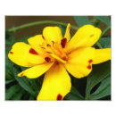 Recherche de comestible posters Fleur