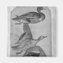 Recherche de album magnets Oiseau