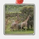 Recherche de camelopardalis de giraffa Girafe